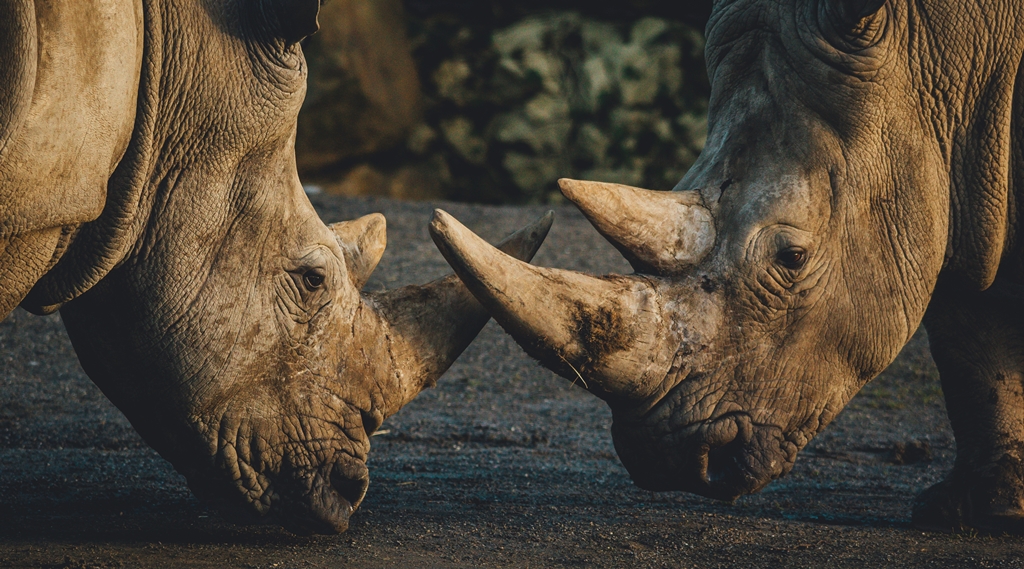Black Rhinos Serengeti Ngorongoro Crater
