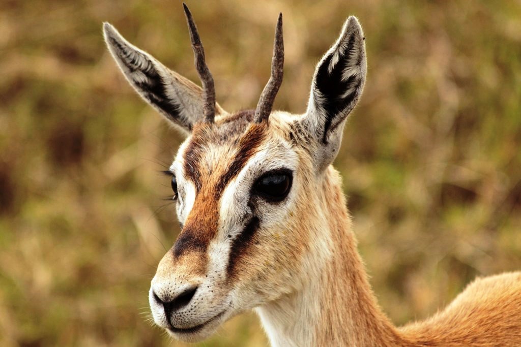 Dik Mikumi National Park