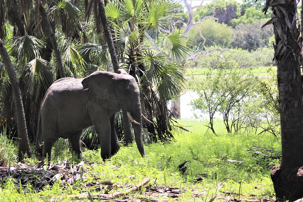 Elephant Near Rufiji River Nyerere National Park