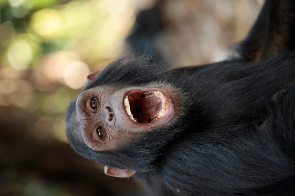 Gombe National Park 10d Rotated