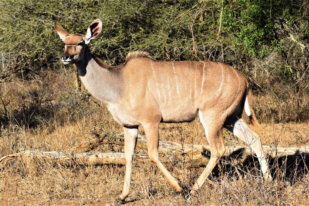 Greater Kudu Mikumi National Park