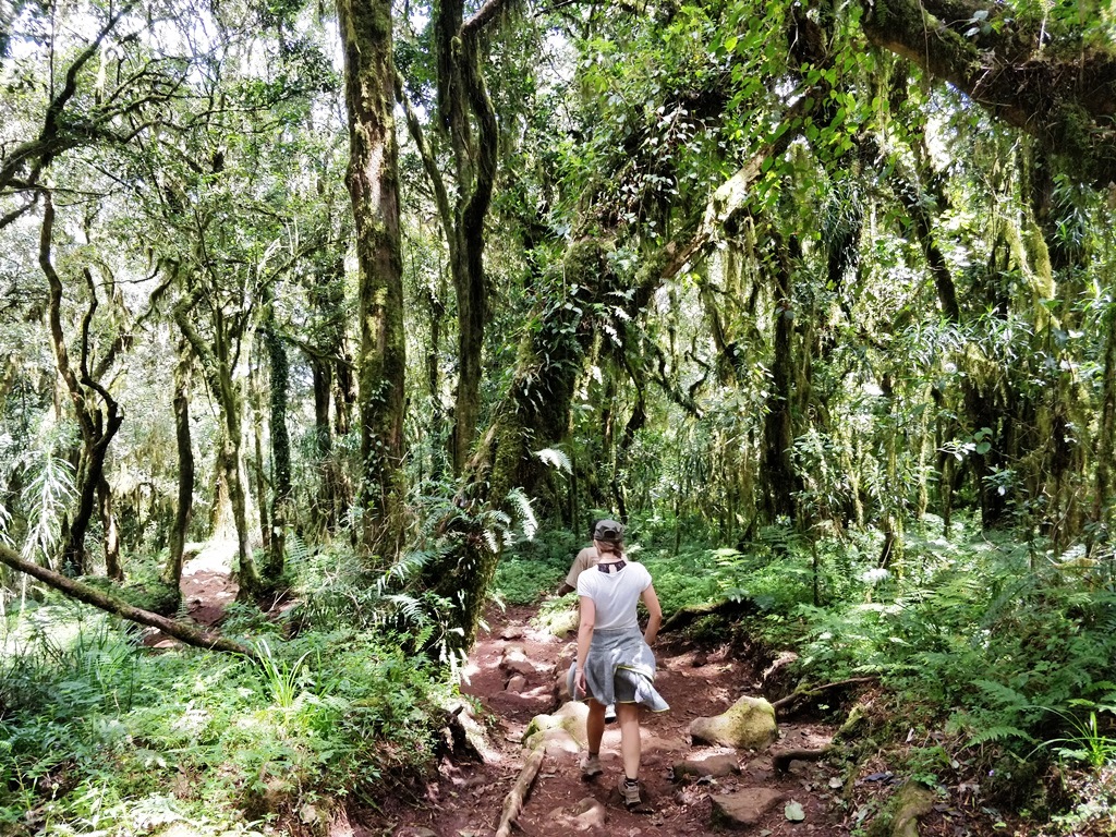 Kilimanjaro Rainforest