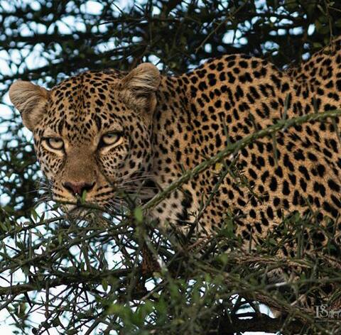 Leopard In Mikumi National Park