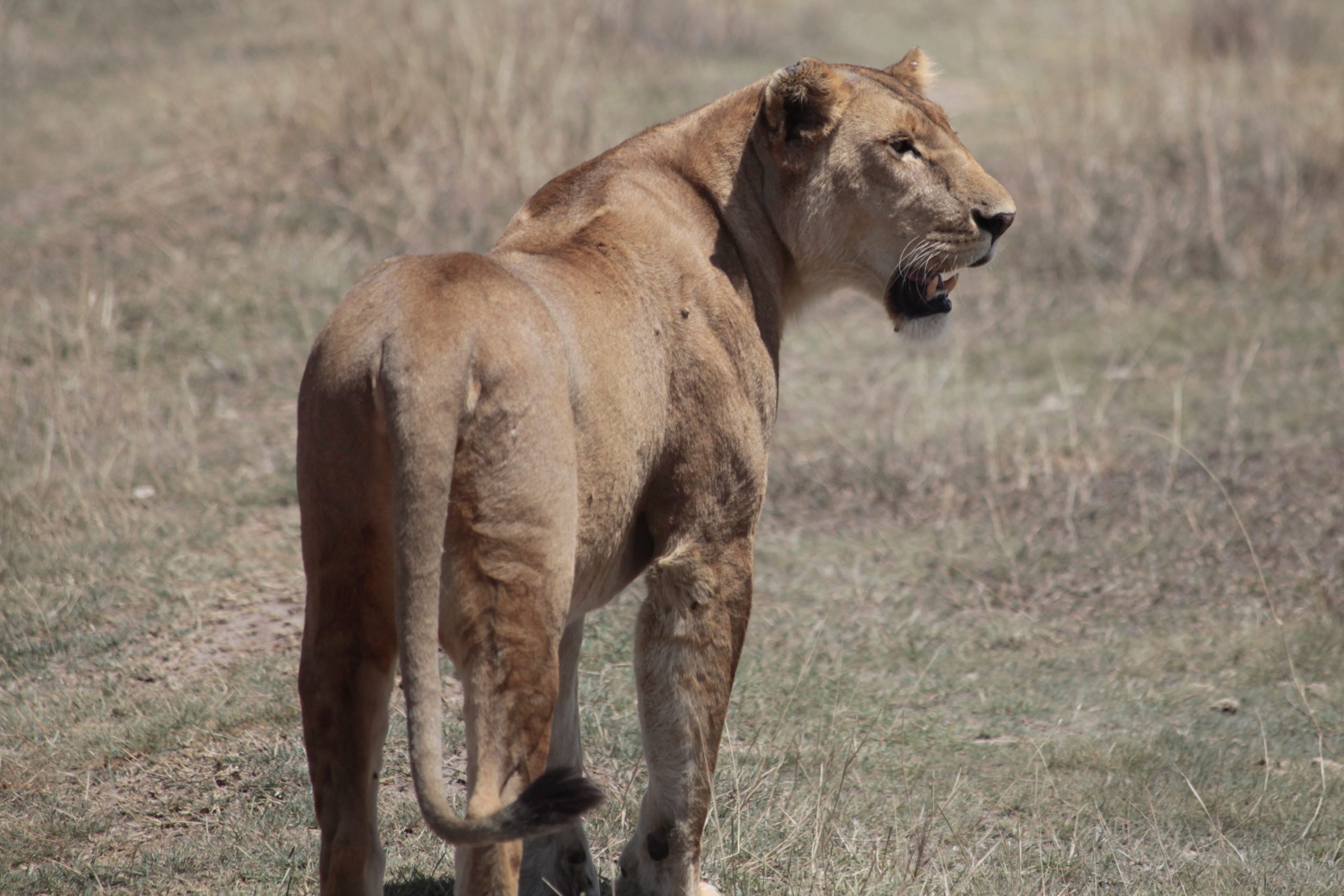 Lion In Ruaha N P