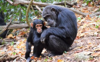 5 Days Chimpanzee Tracking & Lake Tanganyika activities