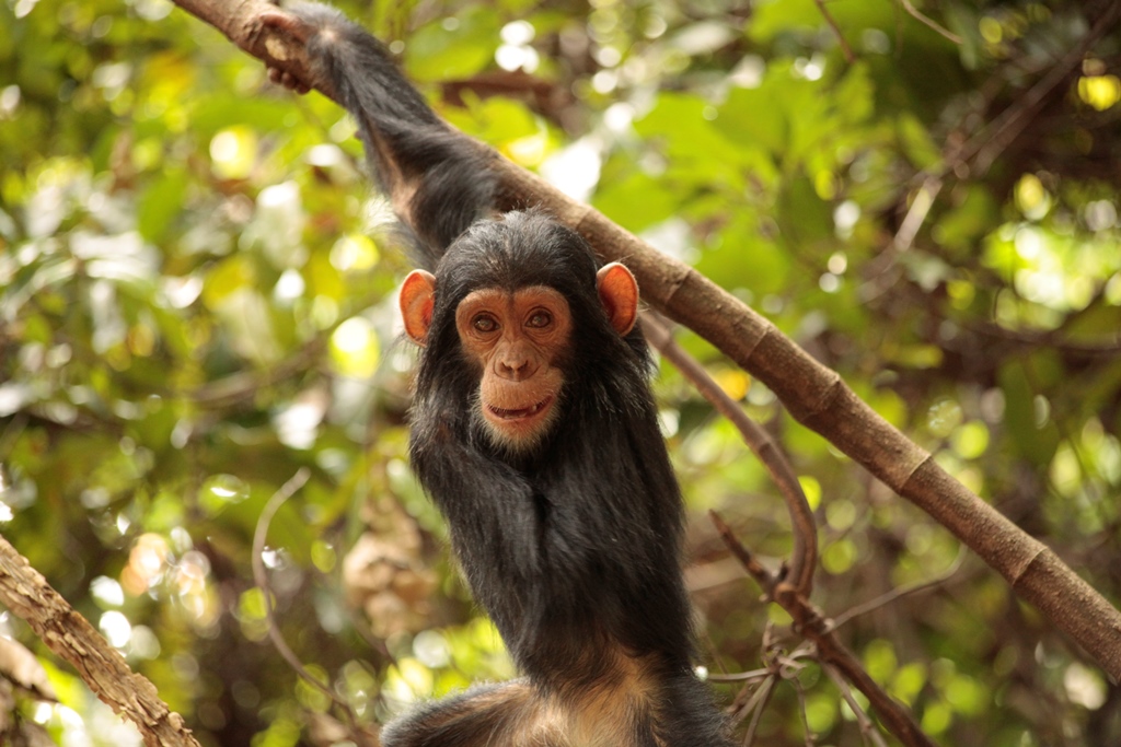 Mahale National Park