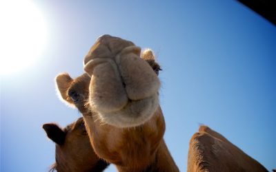 Day Tour to Mkuru Camel Safari
