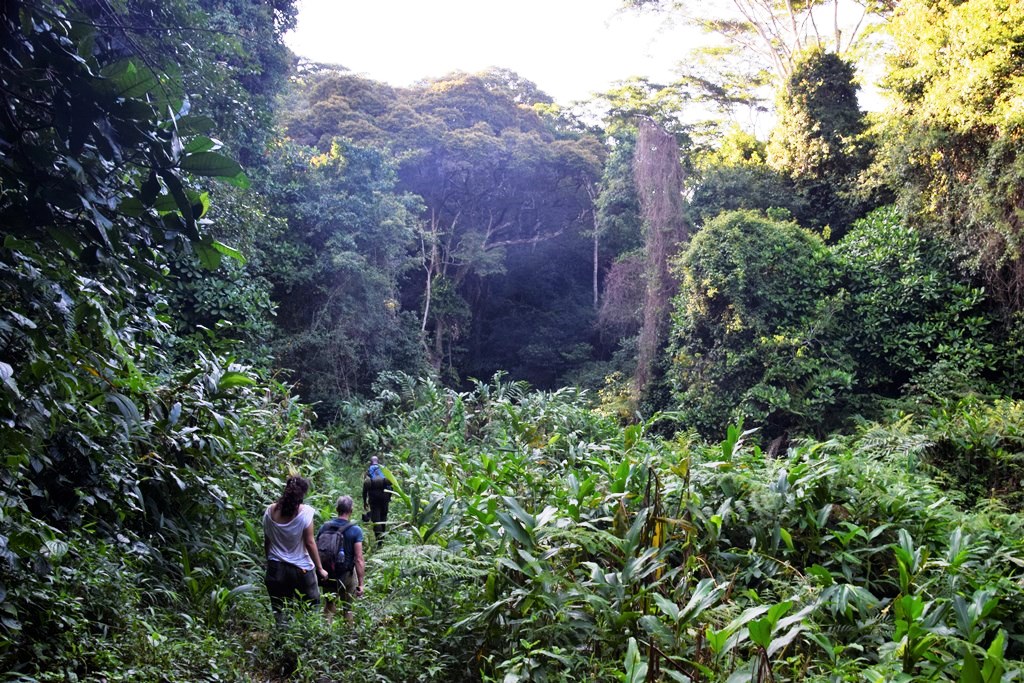 Mwanihana Trail Udzungwa Mountains