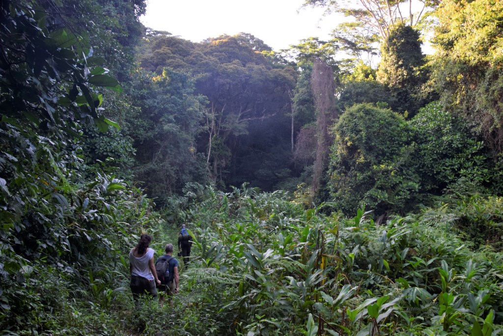 Mwanihana Trail Udzungwa Mountains