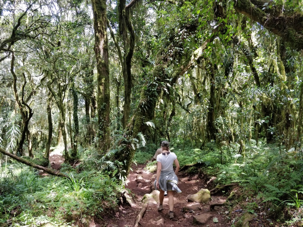 Rainforest Marangu Route