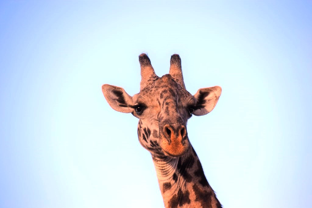 Saadani National Park