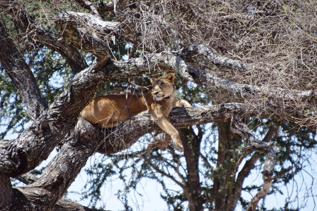 Tarangire Manyara National Park